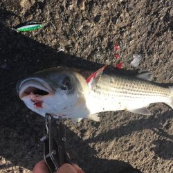 ジグサビキでアジやサバ